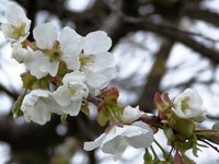 A vallásszabadság a béke útja – közzétették a 2011-es béke világnap témáját