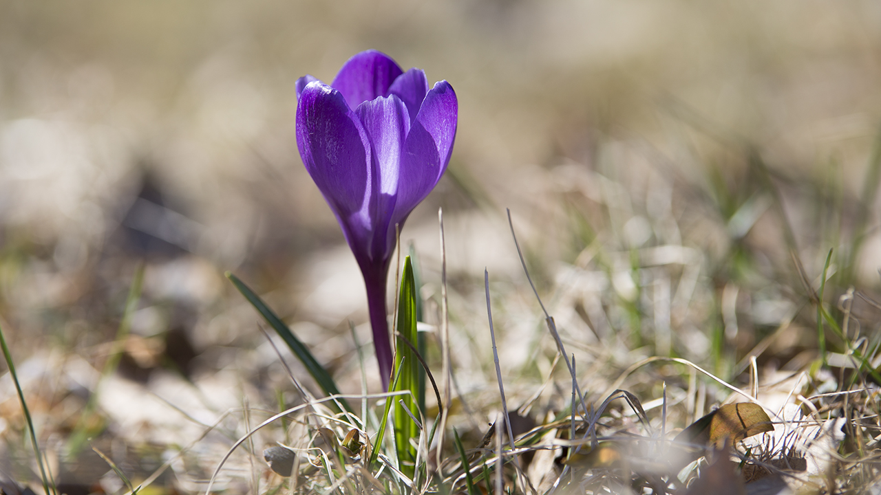 Tavaszi zsongás – kórusmuzsika Újfehértón